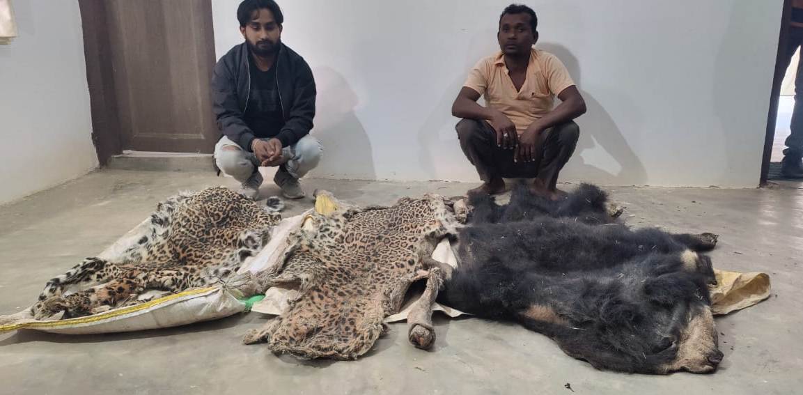 हाथी दांत, तेंदुआ और भालू की खाल तस्करी में लिप्त पांच आरोपी गिरफ्तार हाथी दांत, तेंदुआ और भालू की खाल तस्करी में लिप्त पांच आरोपी गिरफ्तार