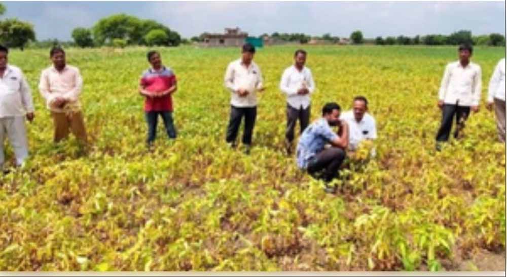 भारत का एग्रोकेमिकल सेक्टर अगले वित्त वर्ष में 7 से 9 प्रतिशत की दर से बढ़ने की उम्मीद