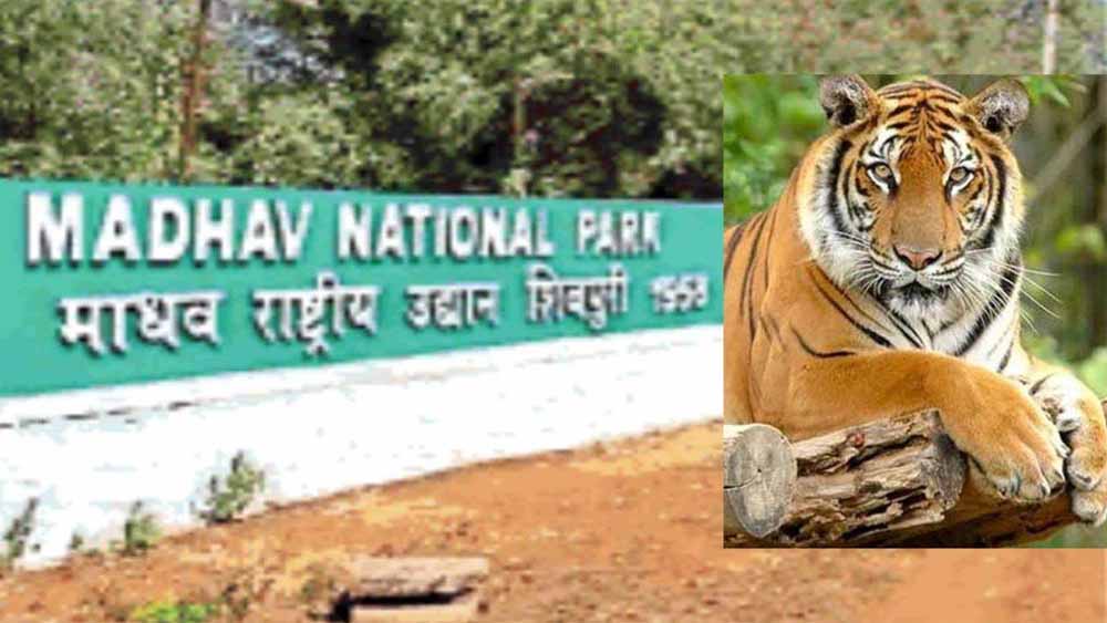 सतपुड़ा टाइगर रिजर्व के दो बाघ बैतूल के जंगल में पहुंचे, पांच गायों का शिकार किया सतपुड़ा टाइगर रिजर्व के दो बाघ बैतूल के जंगल में पहुंचे, पांच गायों का शिकार किया