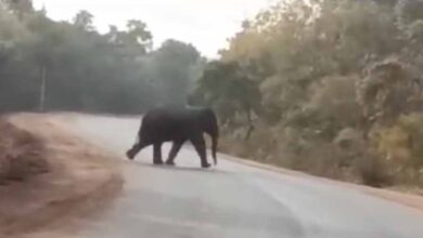 नए साल के अवसर पर गरियाबंद में दंतैल हाथी की दहशत