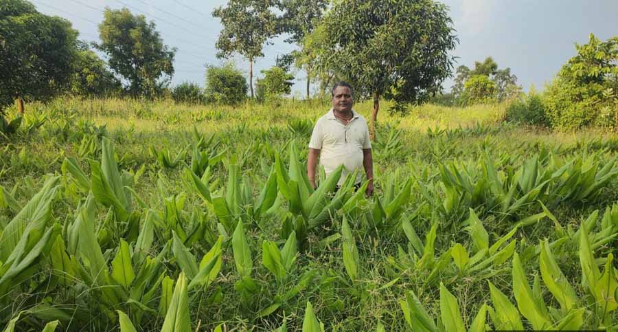 राष्ट्रीय बागवानी मिशन योजना का कृषक ले रहे हैं लाभ