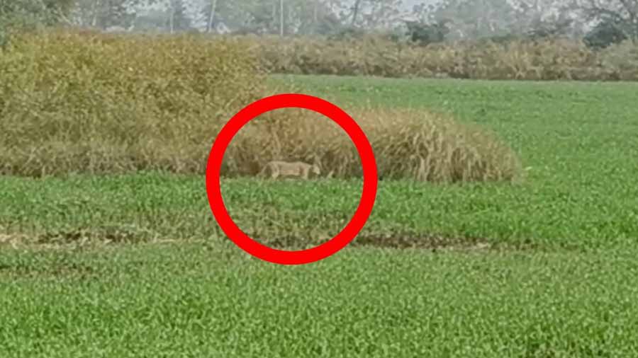 कबीरधाम जिले के रिहायसी इलाके में नजर आया तेंदुआ, ग्रामीणों में दहशत