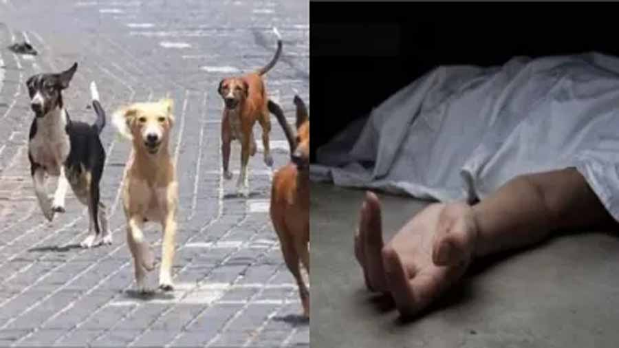 आवारा कुत्तों ने 3 साल के बच्चे पर हमला, मौत आवारा कुत्तों ने 3 साल के बच्चे पर हमला, मौत
