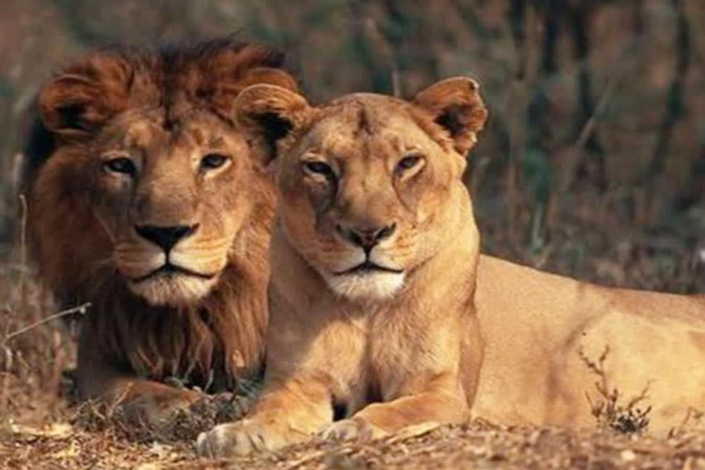 भोपाल के वन विहार नेशनल पार्क में लोग जल्द ही एशियाई शेरों के दीदार कर सकेंगे