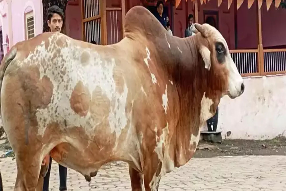 बुरहानपुर में अजीबोगरीब मामला, एक बैल के खो जाने से पूरा गांव परेशान बुरहानपुर में अजीबोगरीब मामला, एक बैल के खो जाने से पूरा गांव परेशान