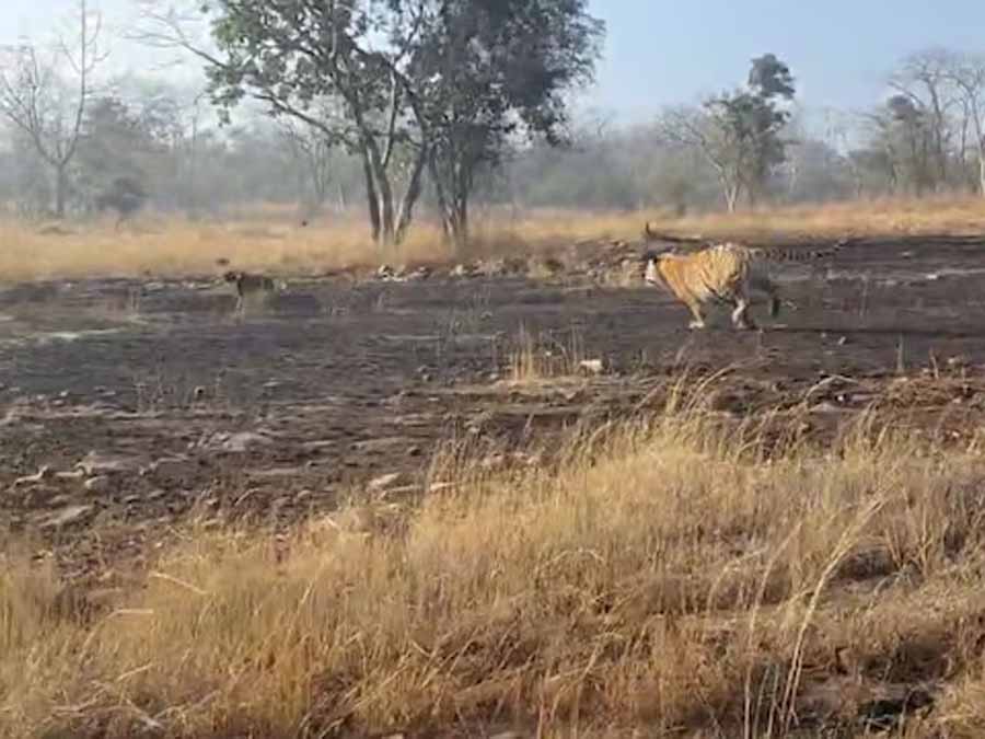 पन्ना टाइगर रिजर्व के कोर एरिया में पालतू कुत्ता घुसने से मचा हड़कंप