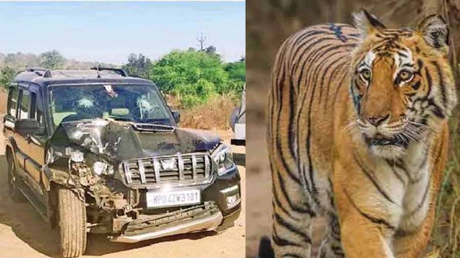 दो बाघों को देख डरा एसयूवी ड्राइवर, पेड़ से टकराई गई गाड़ी