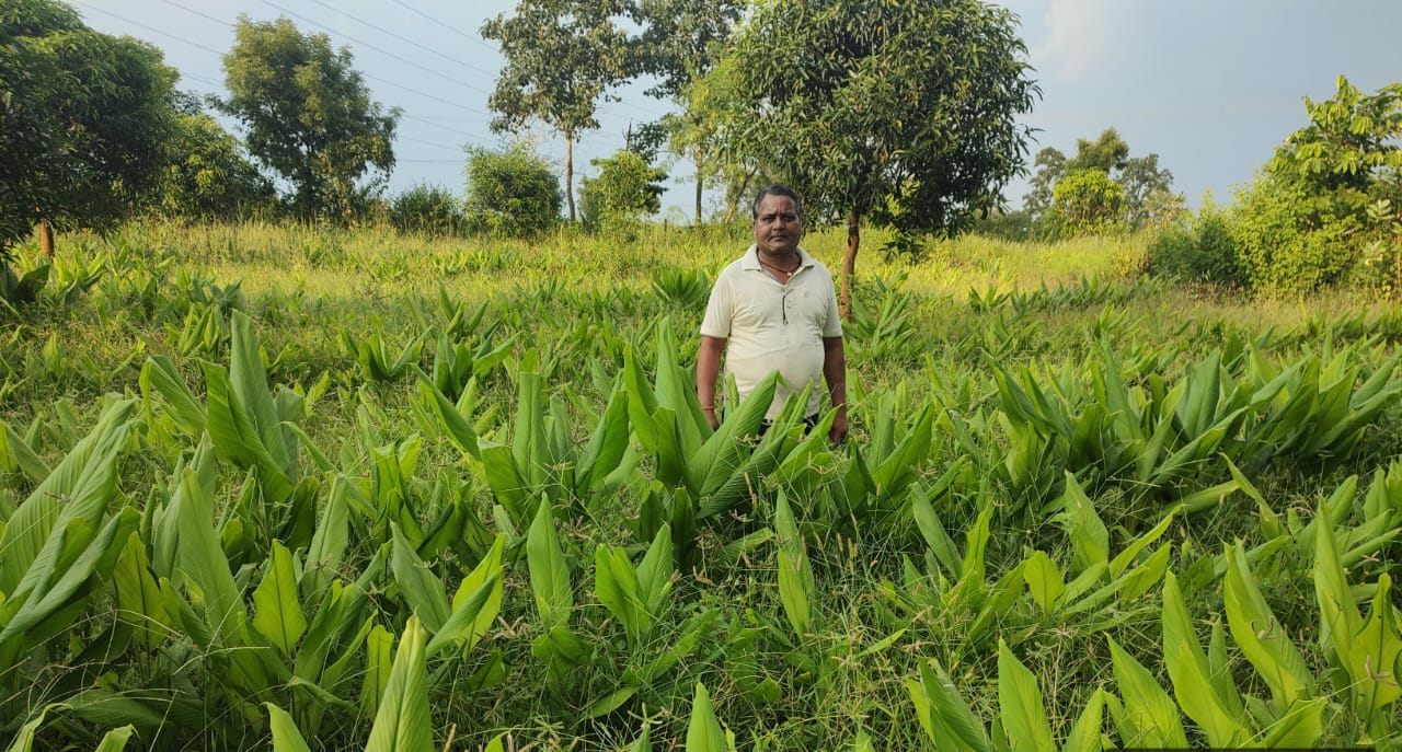राष्ट्रीय बागवानी मिशन योजना का कृषक ले रहे हैं लाभ,हल्दी उत्पादन के लिए किया जा रहा है प्रोत्साहित राष्ट्रीय बागवानी मिशन योजना का कृषक ले रहे हैं लाभ,हल्दी उत्पादन के लिए किया जा रहा है प्रोत्साहित