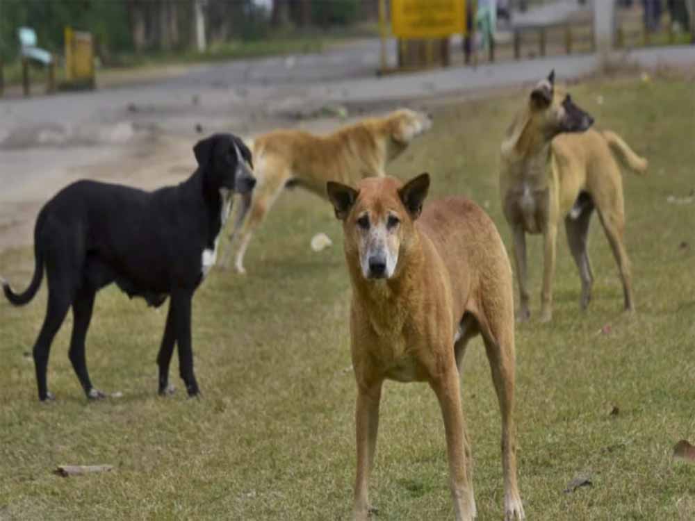 हैदराबाद के गांव से कुत्तों के साथ हैवानियत का एक खौफनाक मामला सामने आया, 21 बेजुबानों की मौत