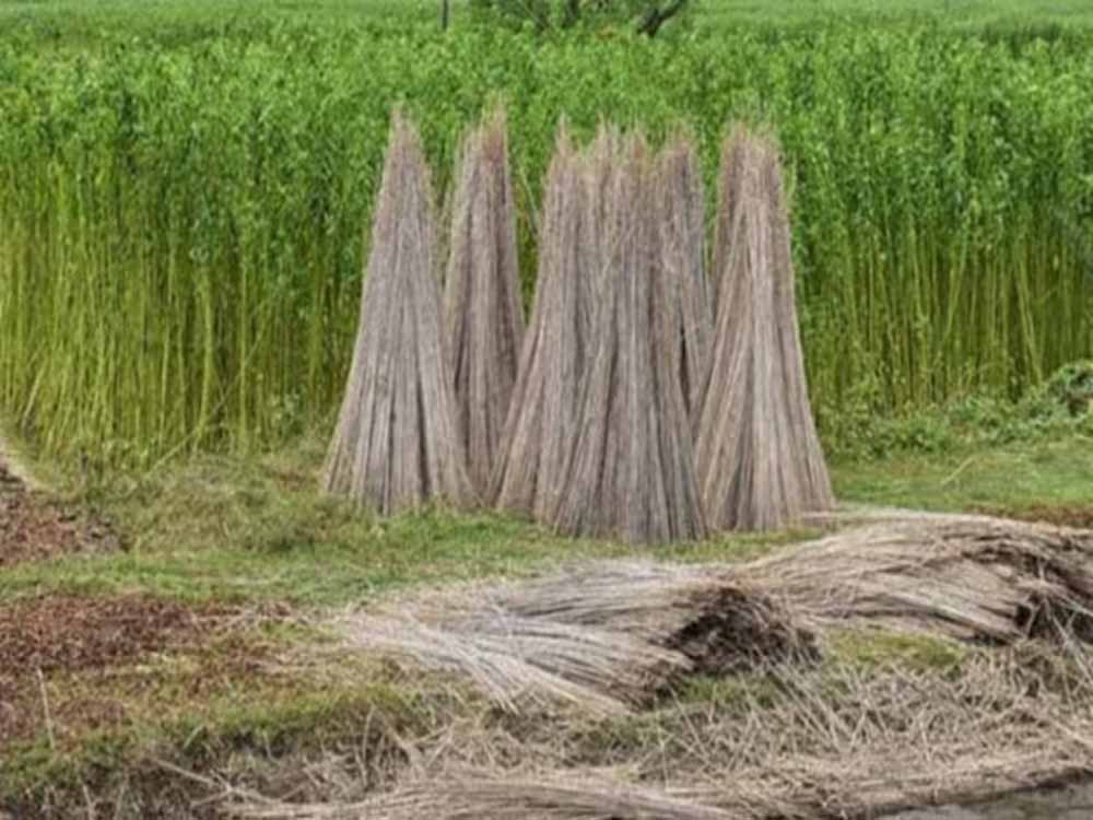 कैबिनेट ने 2025-26 सीजन के लिए कच्चे जूट के न्यूनतम समर्थन मूल्य (एमएसपी) को मंजूरी दी कैबिनेट ने 2025-26 सीजन के लिए कच्चे जूट के न्यूनतम समर्थन मूल्य (एमएसपी) को मंजूरी दी