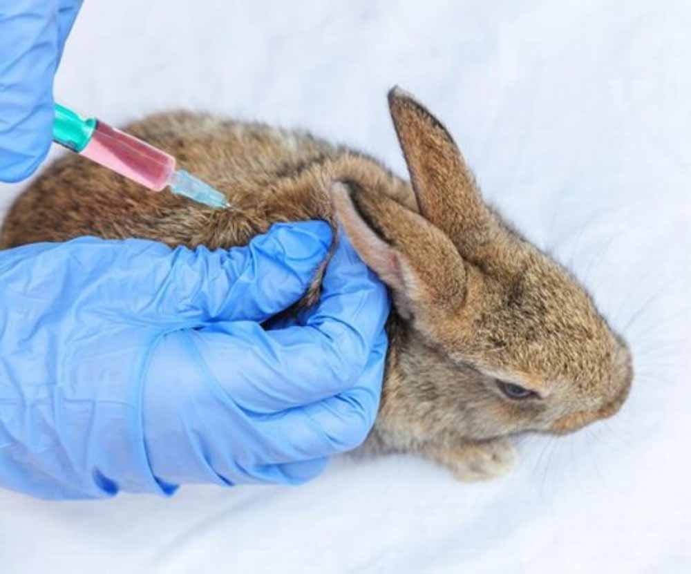 अमेरिका में रैबिट फीवर के मामलों में लगातार बढ़ोतरी, इस बीमारी के मामलों में 50% से ज्यादा का उछाल देखा गया अमेरिका में रैबिट फीवर के मामलों में लगातार बढ़ोतरी, इस बीमारी के मामलों में 50% से ज्यादा का उछाल देखा गया