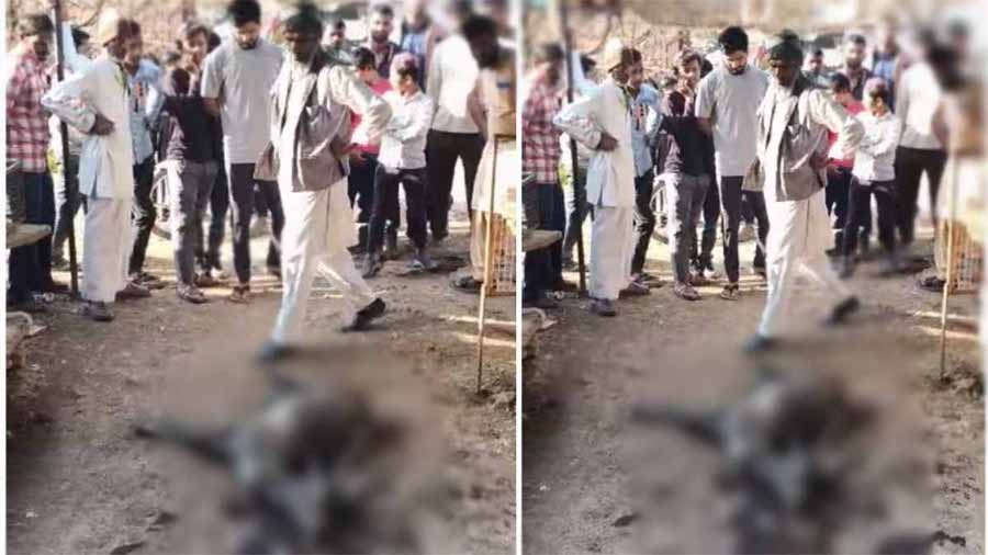 सिहोरा में मृत अवस्था में मिला काला हिरण, शरीर पर मिले गंभीर घाव के निशान