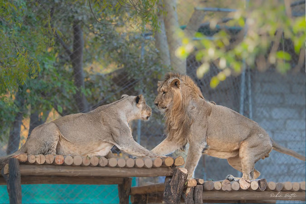 भोपाल वन विहार में छोड़े गए एशियाटिक लॉयन,विश्व भर के मेहमान करेंगे दिदार,गुजरात से आया जोड़ा भोपाल वन विहार में छोड़े गए एशियाटिक लॉयन,विश्व भर के मेहमान करेंगे दिदार,गुजरात से आया जोड़ा