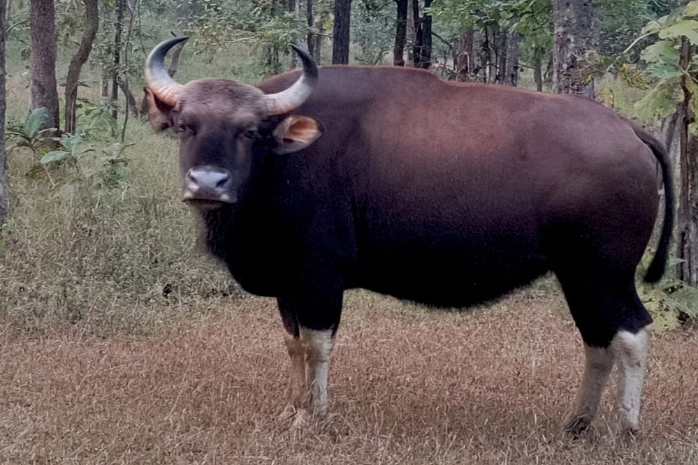 बाँधवगढ़ टाइगर रिजर्व में इण्डियन बॉयसन (गौर) का पुनर्विस्‍थापन