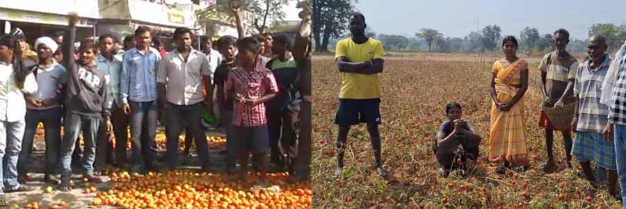 टमाटर की खेती करने वाले किसान रो रहे  खून के आंसू , सड़क में फेंके कई क्विंटल टमाटर