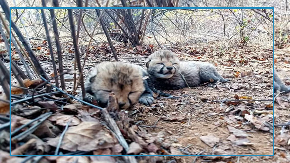 कुनो से आई खुशखबरी : मादा चीता वीरा ने दो शावकों को दिया जन्म, CM मोहन ने दी शुभकामनाएं, अब कितनी हुई संख्या कुनो से आई खुशखबरी : मादा चीता वीरा ने दो शावकों को दिया जन्म, CM मोहन ने दी शुभकामनाएं, अब कितनी हुई संख्या