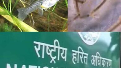 एनजीटी ने केंद्र से मांगा जवाब, ‘मच्छर रोकने जल निकायों में क्यों छोड़ी जा रहीं आक्रामक मछलियां’