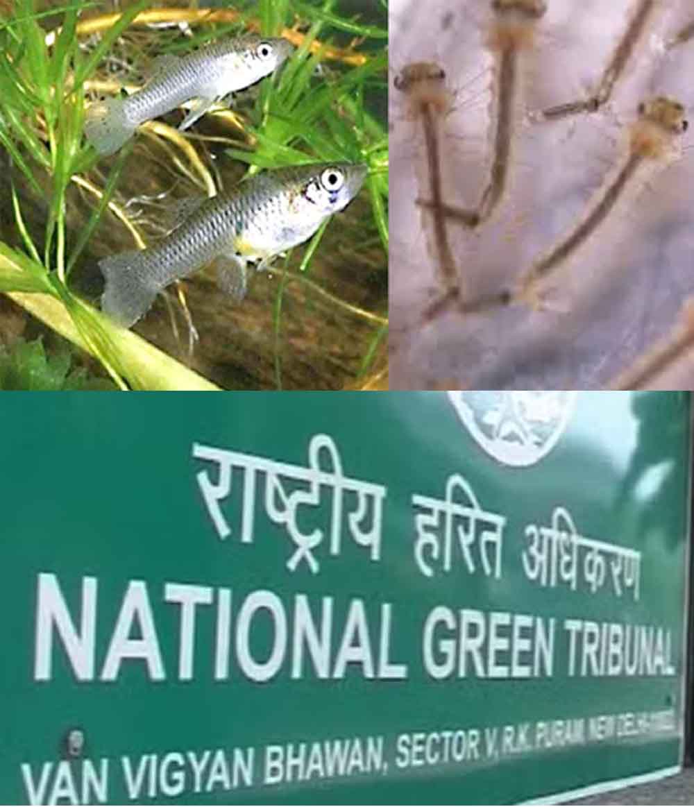 एनजीटी ने केंद्र से मांगा जवाब, ‘मच्छर रोकने जल निकायों में क्यों छोड़ी जा रहीं आक्रामक मछलियां’
