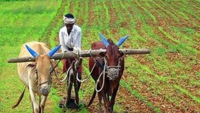 केंद्रीय वित्त मंत्री द्वारा प्रस्तुत बजट किसानों के सशक्तीकरण का माध्यम बनेगा, ऐसे होगा फायदा