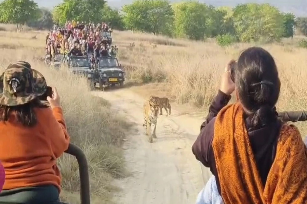 पन्ना टाइगर रिजर्व प्रबंधन ने पांच वाहनों पर प्रतिबंध लगाया, बाघ परिवार को पर्यटको ने घेरा पन्ना टाइगर रिजर्व प्रबंधन ने पांच वाहनों पर प्रतिबंध लगाया, बाघ परिवार को पर्यटको ने घेरा