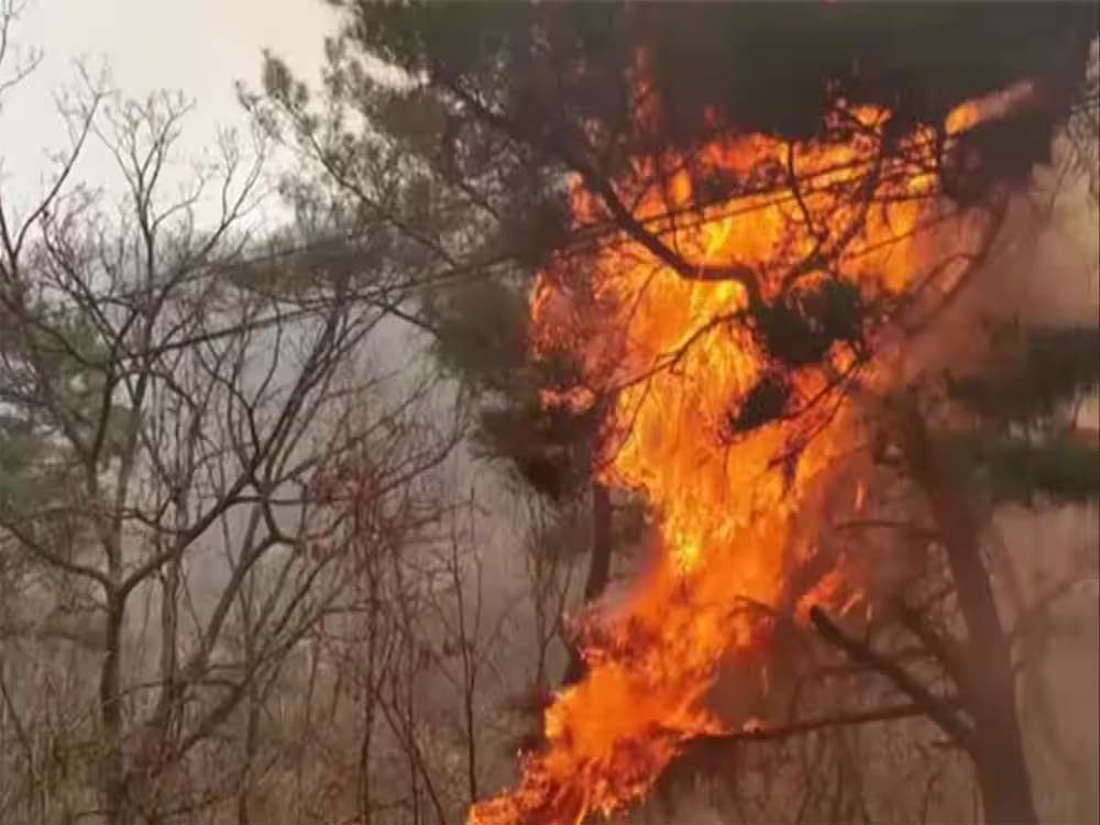 दक्षिण कोरिया के जंगल में नहीं थम रही आग से तबाही , अब तक 26 लोगों की मौत हो चुकी है और 30 अन्य लोग घायल हुए हैं दक्षिण कोरिया के जंगल में नहीं थम रही आग से तबाही , अब तक 26 लोगों की मौत हो चुकी है और 30 अन्य लोग घायल हुए हैं