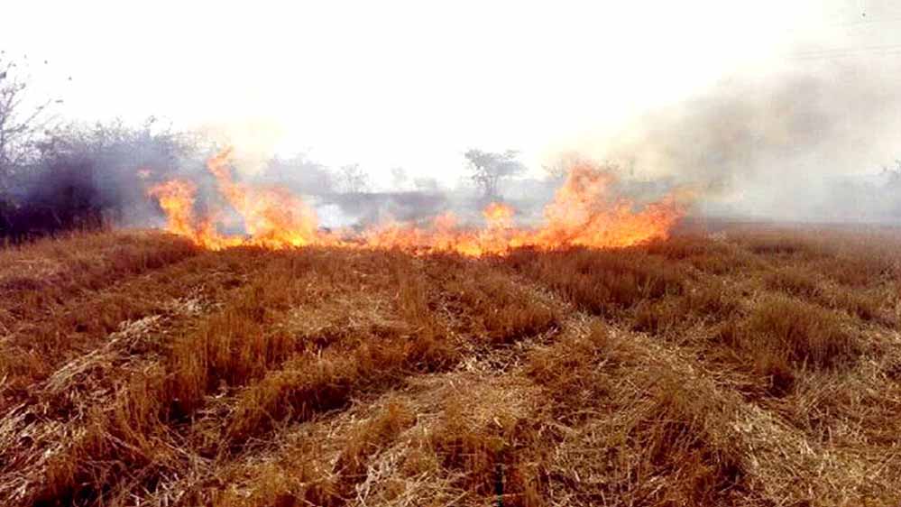 खेतों में नरवाई जलाने वाले किसानों पर कलेक्टर राघवेंद्र सिंह की सख्त नजर, योजनाओं से होंगे वंचित, लगेगा अर्थदंड