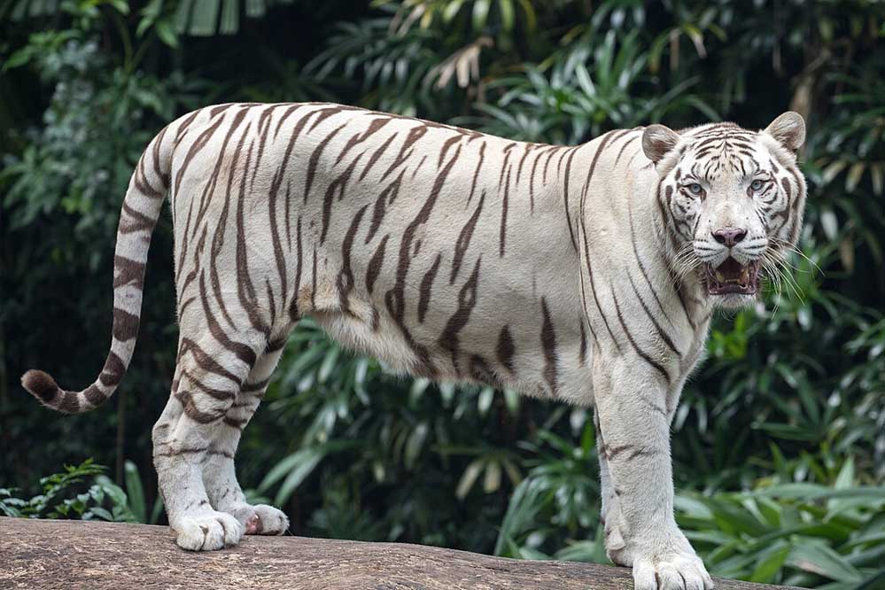 बिलासपुर के कानन पेंडारी चिड़ियाघर की शान सफेद बाघ ‘आकाश’ की मौत, पर्यटकों में छाई मायूसी बिलासपुर के कानन पेंडारी चिड़ियाघर की शान सफेद बाघ ‘आकाश’ की मौत, पर्यटकों में छाई मायूसी
