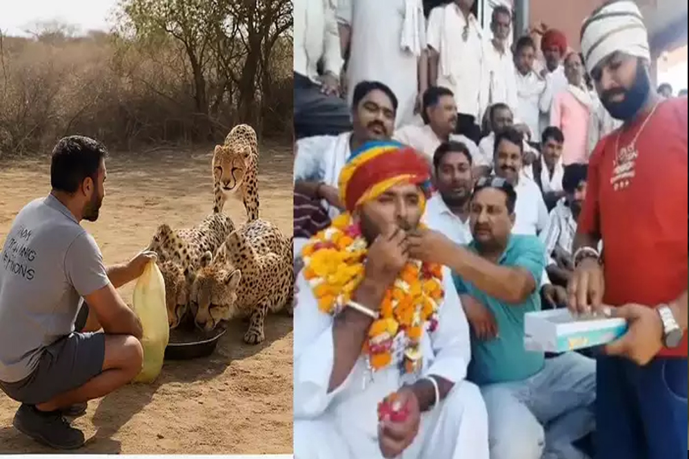 चीतों को पानी पिलाने वाले ड्राइवर सत्यनारायण गुर्जर को फिर से नौकरी मिली चीतों को पानी पिलाने वाले ड्राइवर सत्यनारायण गुर्जर को फिर से नौकरी मिली
