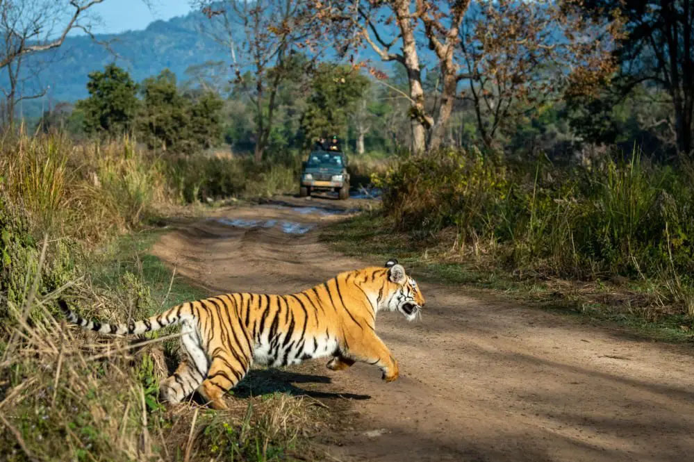 बांधवगढ़ टाइगर रिजर्व में एक महिला की बाघ के हमले में मौत हो गई, ग्रामीणों में दहशत