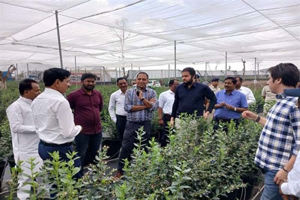 छिंदवाड़ा के अमरवाड़ा में हो रही है ब्लू बेरी की फसल छिंदवाड़ा के अमरवाड़ा में हो रही है ब्लू बेरी की फसल