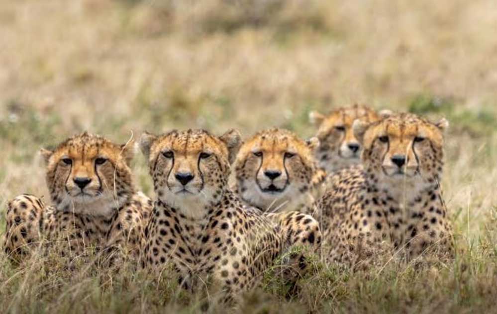 आज चीते प्रभाष और पावक को मिलेगा नया घर, कूनो से गांधीसागर होंगे शिफ्ट, गांधी सागर के बाद गुजरात में शिफ्ट होंगे आज चीते प्रभाष और पावक को मिलेगा नया घर, कूनो से गांधीसागर होंगे शिफ्ट, गांधी सागर के बाद गुजरात में शिफ्ट होंगे