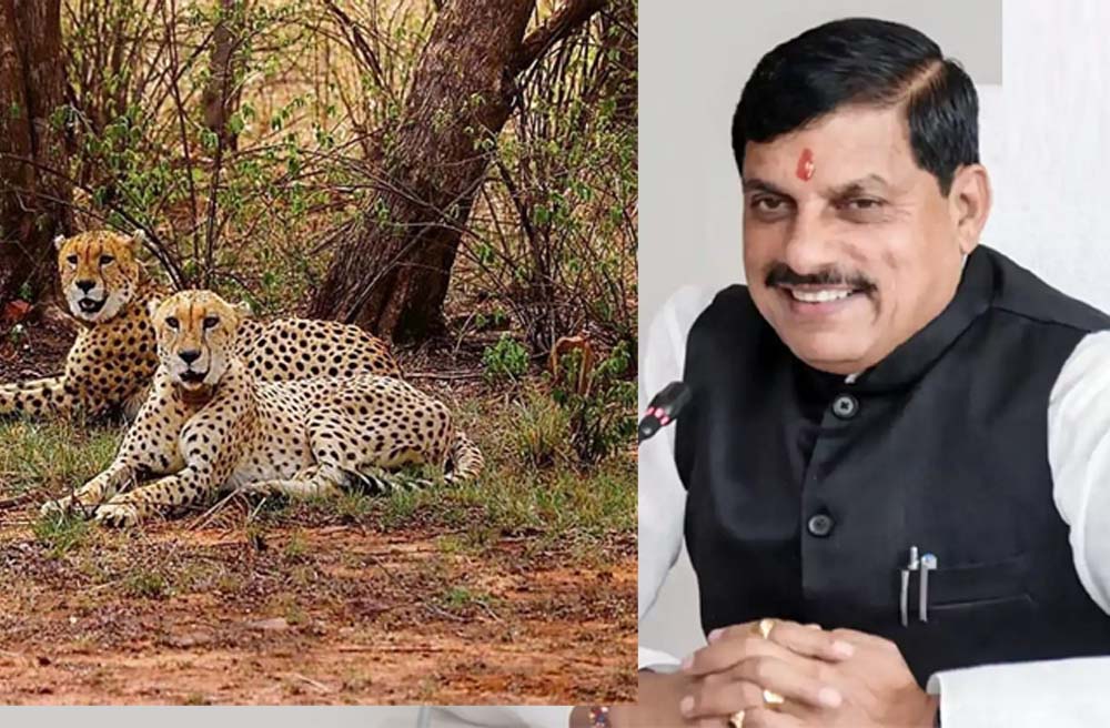 मुख्यमंत्री डॉ. यादव ने गांधी सागर में 2 चीतों के छोड़े जाने के अवसर पर दी प्रदेश के नागरिकों को बधाई