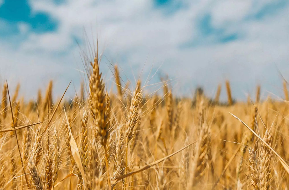 2 लाख 47 हजार 377 किसानों से 21 लाख मीट्रिक टन से अधिक हुई गेहूँ खरीदी : खाद्य मंत्री राजपूत 2 लाख 47 हजार 377 किसानों से 21 लाख मीट्रिक टन से अधिक हुई गेहूँ खरीदी : खाद्य मंत्री राजपूत