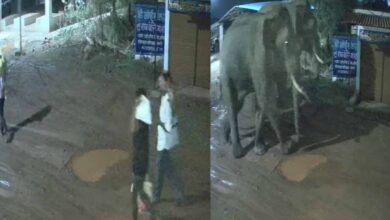 दंतैल हाथियों की रहवासी इलाके में दस्तक, बार-बाल बचे राहगीर