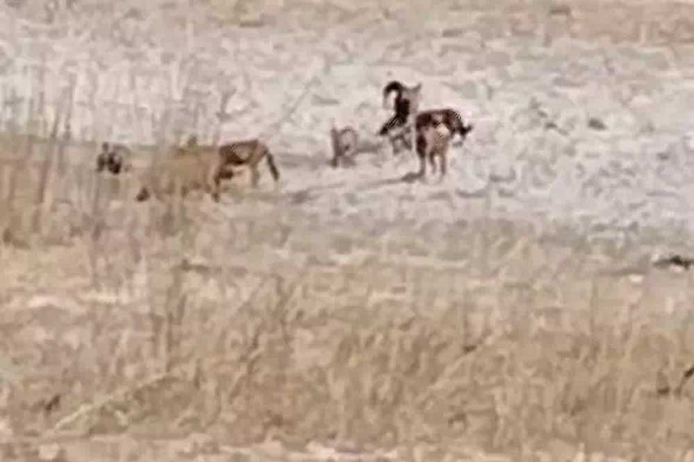 बांधवगढ़ टाइगर रिजर्व में विलुप्त प्राय सोन कुत्ताें का झुंड दिखाई दिया