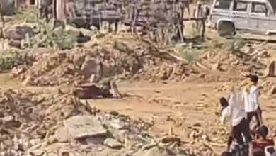 फिर जंगल से निकली चीता फैमिली, ज्वाला को देख भागा बाइक सवार, गाय का शिकार कर मिटाई भूख