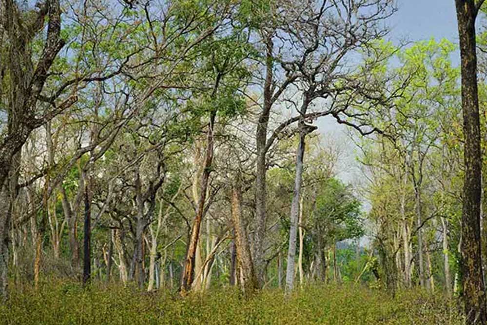 भोपाल में 18 मई को होगा चिपको आंदोलन, अटकी है 8000 पेड़ों की सांसें, NHAI चौड़ी करेगा सड़क भोपाल में 18 मई को होगा चिपको आंदोलन, अटकी है 8000 पेड़ों की सांसें, NHAI चौड़ी करेगा सड़क