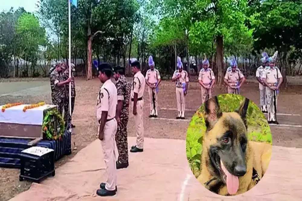 CRPF के लाल ‘रोलो’ ने मधुमक्खियों के हमले में दी शहादत, नक्सली ऑपरेशन में रही महत्वपूर्ण भूमिका CRPF के लाल ‘रोलो’ ने मधुमक्खियों के हमले में दी शहादत, नक्सली ऑपरेशन में रही महत्वपूर्ण भूमिका
