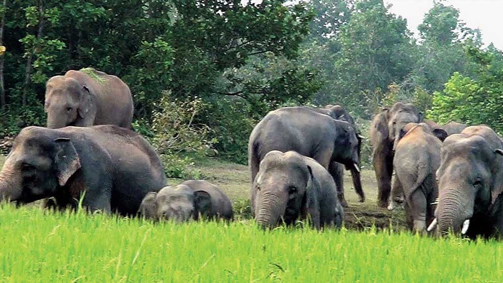 शहडोल के ब्यौहारी वन परिक्षेत्र में हाथियों के कुचलने से 2 लोगों की मौत