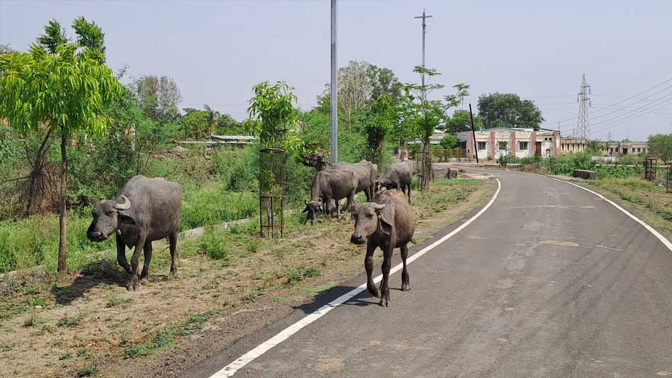 शासकीय स्नातकोत्तर महाविद्यालय में डेढ़ करोड़ रुपए की लागत से बनेगी बाउंड्रीवॉल, परिसर होगा सुरक्षित