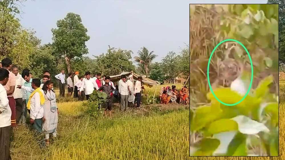 बालाघाट में किसान को दबोचकर बाघ खेत के पास झाड़ी में ले गया, गांव में दहशत बालाघाट में किसान को दबोचकर बाघ खेत के पास झाड़ी में ले गया, गांव में दहशत