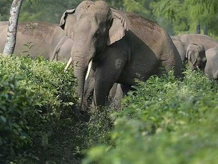 लोहरदगा में जंगली हाथी ने 30 वर्षीय व्यक्ति को कुचलकर मार डाला लोहरदगा में जंगली हाथी ने 30 वर्षीय व्यक्ति को कुचलकर मार डाला