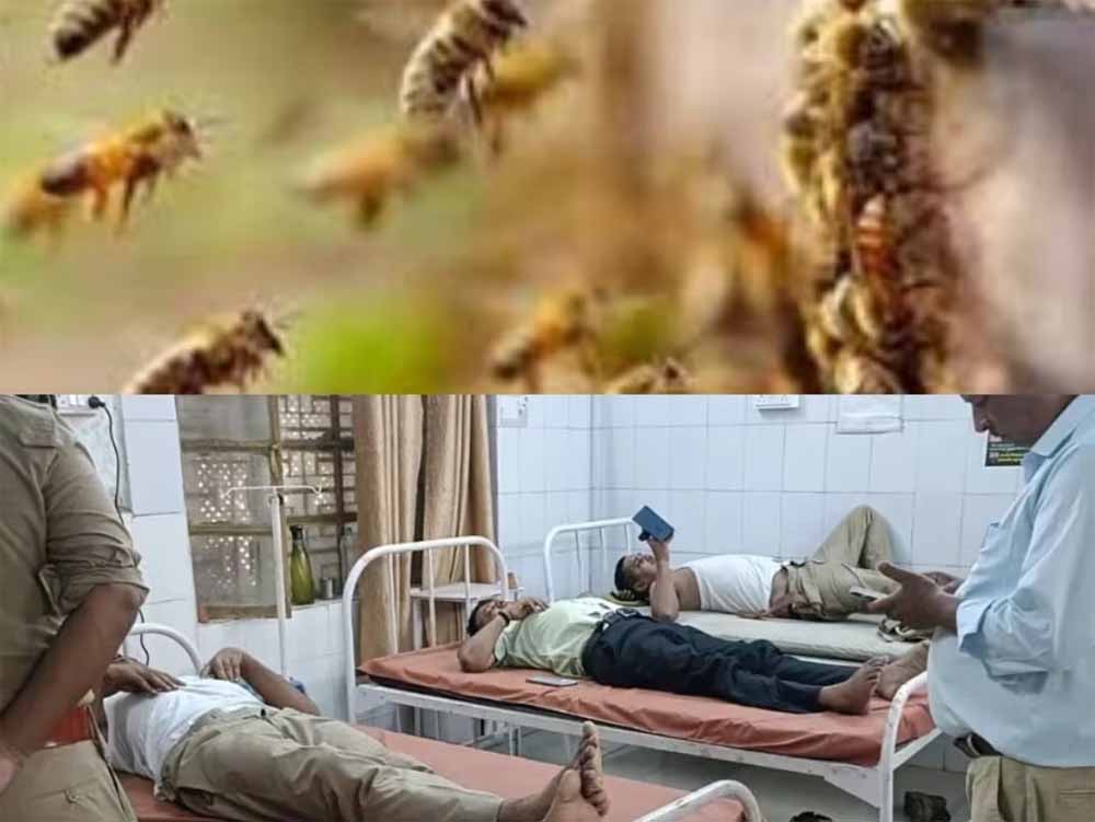 ललितपुर में मधुमक्खियों ने कई अधिकारियों पर बोला हमला, 20 घायल, 4 गंभीर