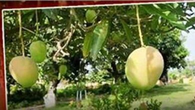 सिंधु आम स्वाद, आकार और गुणवत्ता में तो बेहतरीन है ही, साथ ही इसमें गुठली नहीं, अब बिना गुठली के आम का सवाद ले सकेंगे
