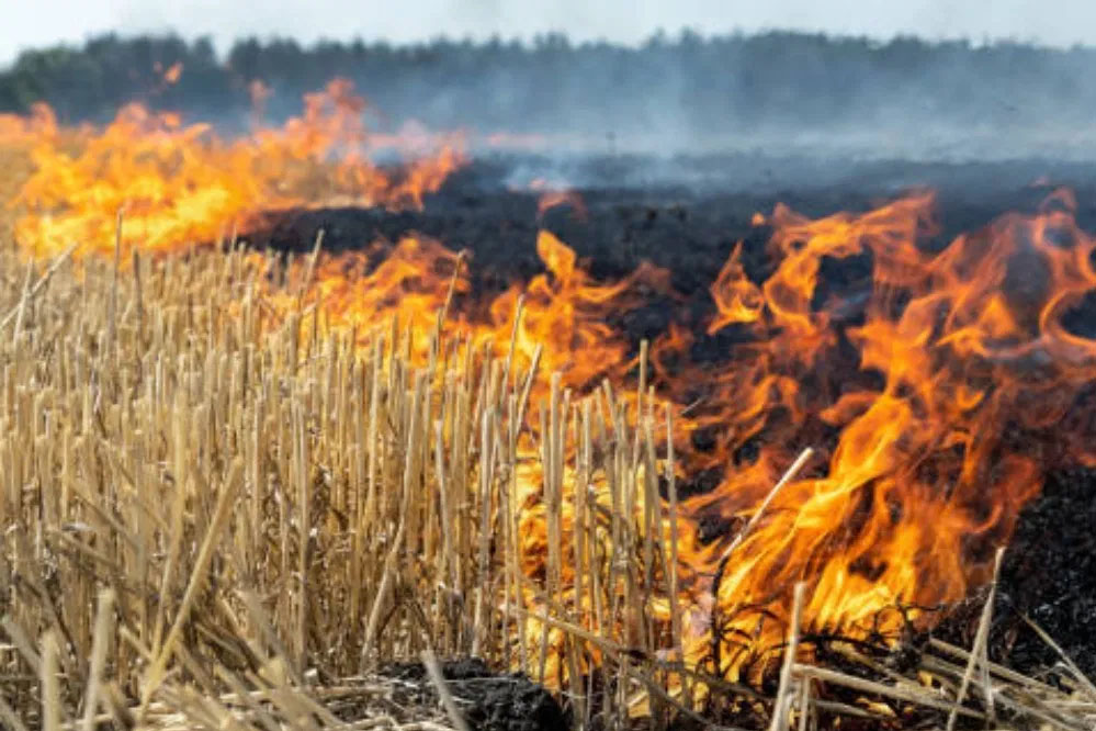 जिले में नरवाई जलाने पर प्रशासन सख्त, बांधवगढ़ में भी तीन पर जुर्माना, 15 किसानों पर कार्रवाई की तैयारी जिले में नरवाई जलाने पर प्रशासन सख्त, बांधवगढ़ में भी तीन पर जुर्माना, 15 किसानों पर कार्रवाई की तैयारी