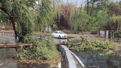 मई महीने में प्रदेश में सावन-भादौ जैसा मौसम, कहीं लू तो कहीं आंधी-बारिश, मुरैना और छतरपुर में पेड़ गिरे