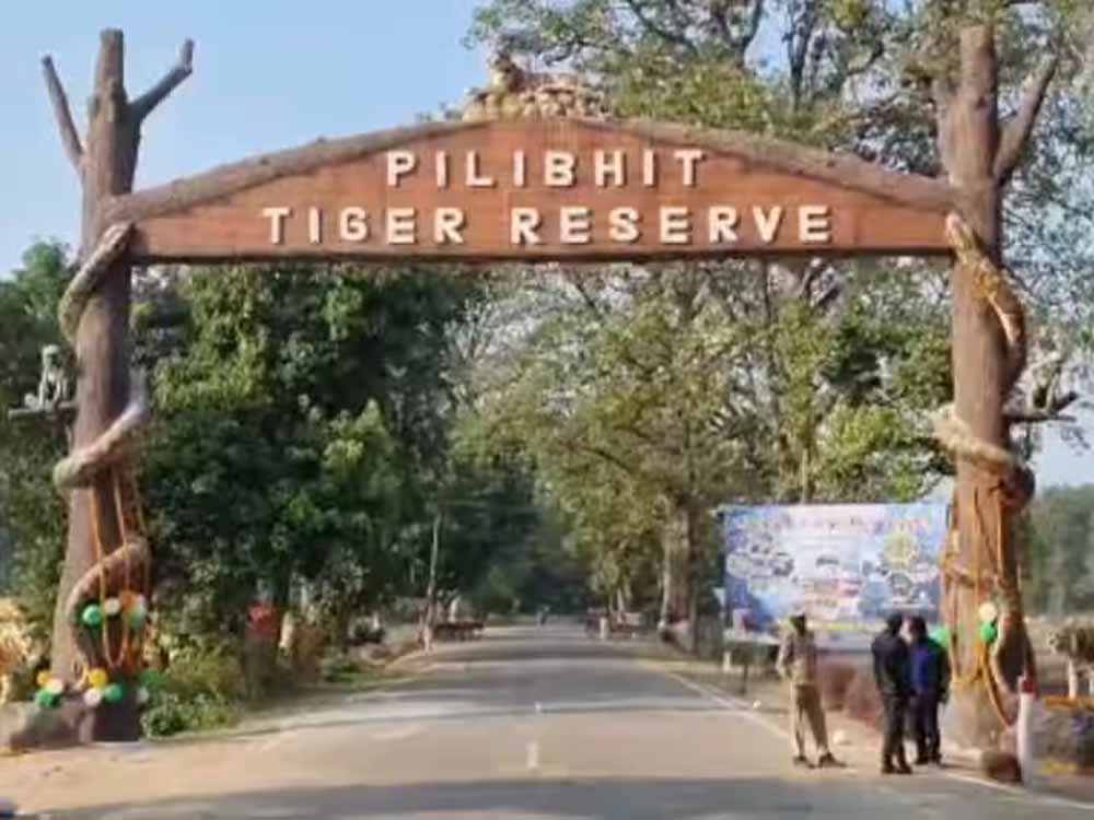 पीलीभीत टाइगर रिजर्व में पर्यटन सत्र आखिरी दौर में, 15 जून को बंद हो जाएंगे