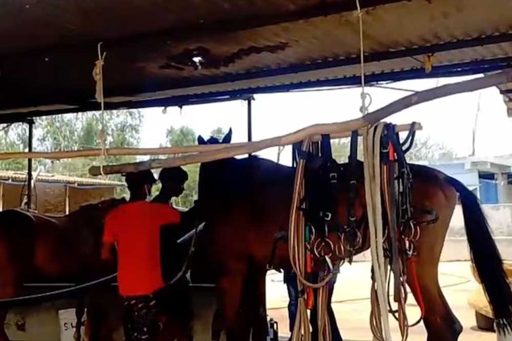 हैदराबाद से जबलपुर लाए गए 10 घोड़े की मौत के बाद अब एक घोड़े की रिपोर्ट ग्लैंडर पॉजिटिव आई