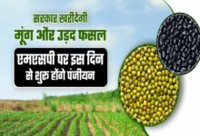 19 जून से 6 जुलाई तक होगा मूंग और उड़द उपार्जन के लिए पंजीयन