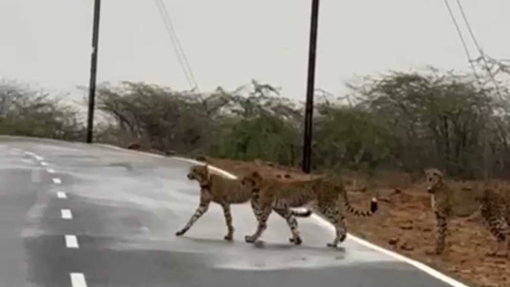 कुनबे संग मादा चीता ने लांघी कूनों की सरहद, चम्बल के बीहड़ में किया प्रवेश कुनबे संग मादा चीता ने लांघी कूनों की सरहद, चम्बल के बीहड़ में किया प्रवेश